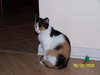 Cora