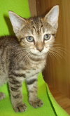 Cisco (TG)