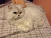 Misty Bleu (10.27.13)