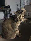 Chilli Billi (AP) 3.20.14