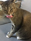 Chilli Billi (AP) 3.20.14