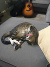 Chilli Billi (AP) 3.20.14