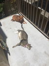 Chilli Billi (AP) 3.20.14