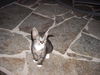 Jasper 9.17.06