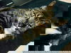 Jasper 9.17.06