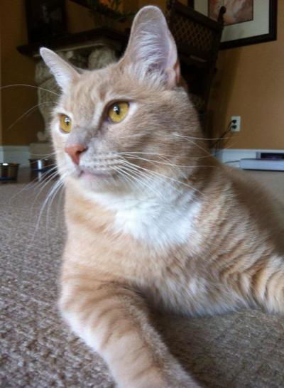 Simba