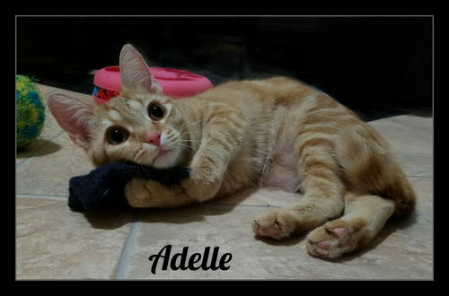 Adelle (JS) 12.15.15