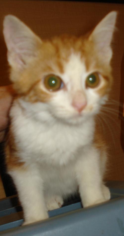 Cinnamon 7.20.08
