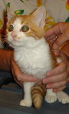 Cinnamon 7.20.08