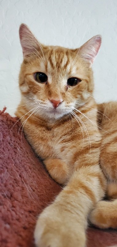 adoptable Cat in Glendale, AZ named Butternut