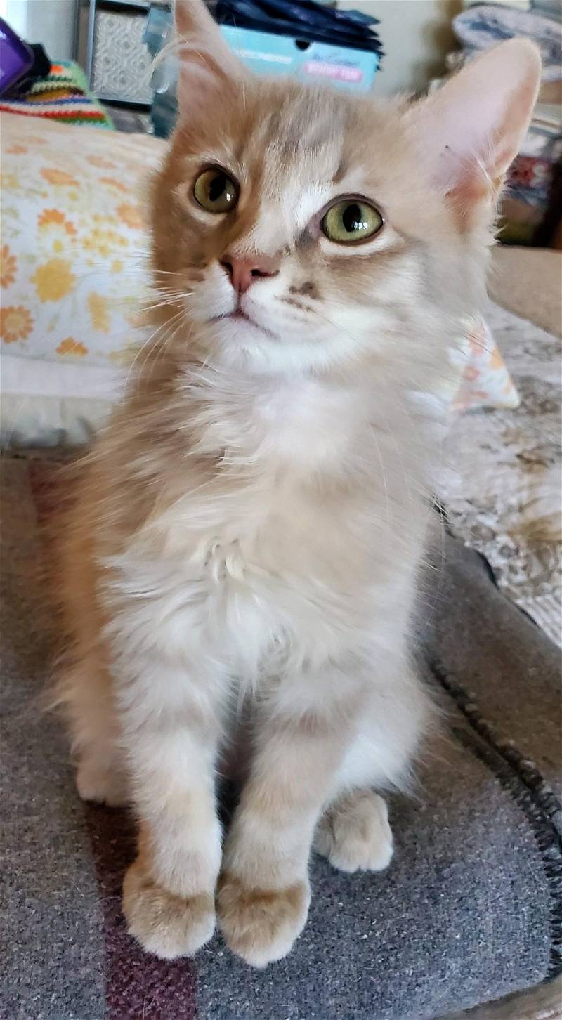 Cats for Adoption in Sun City, Arizona | Alpha Paw