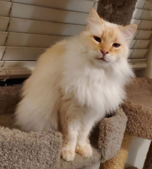 Marmalade