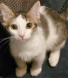 adoptable Cat in glendale, AZ named Misty