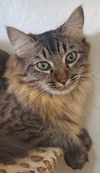 adoptable Cat in Glendale, AZ named Rainbow