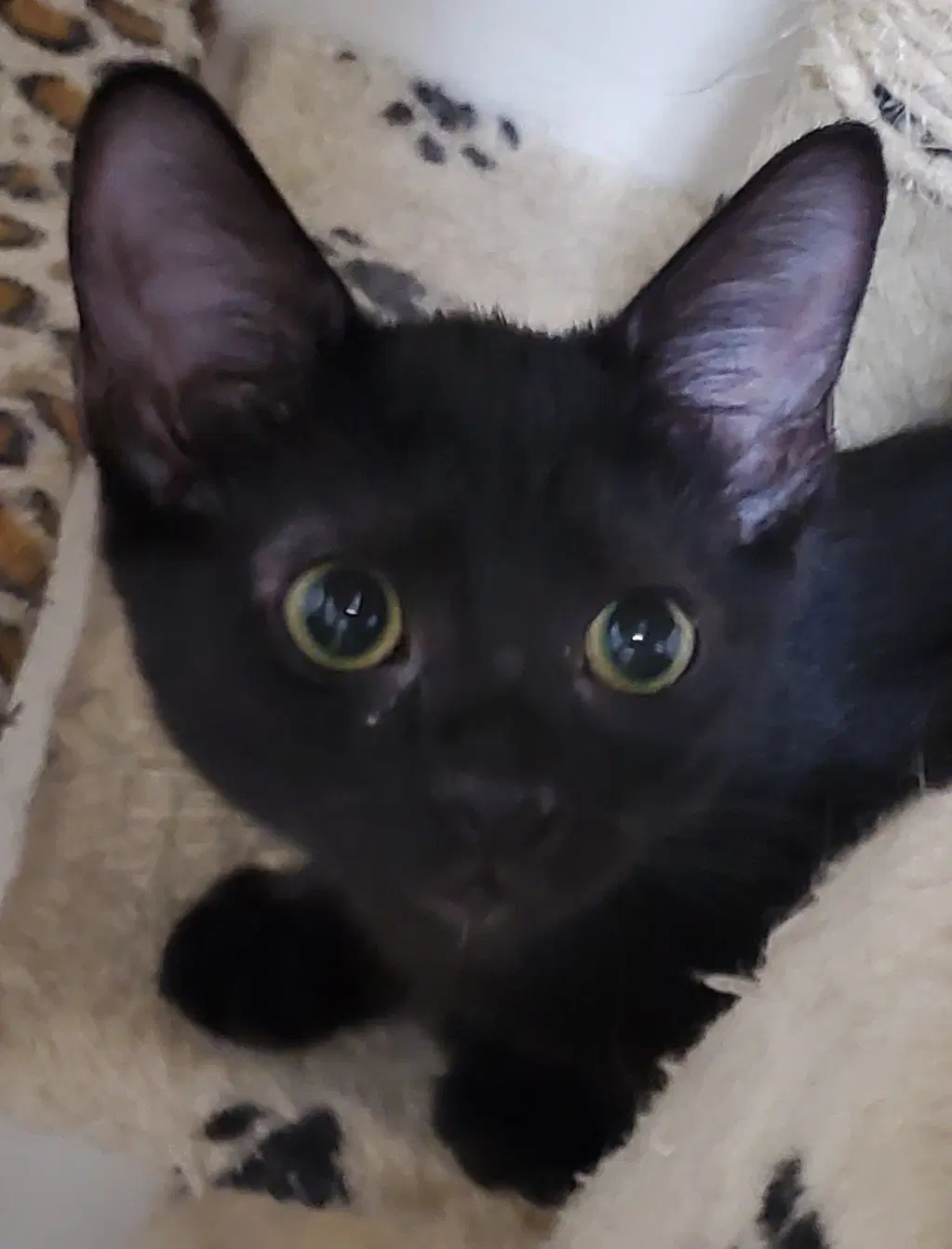 Kahlua - Domestic Short Hair