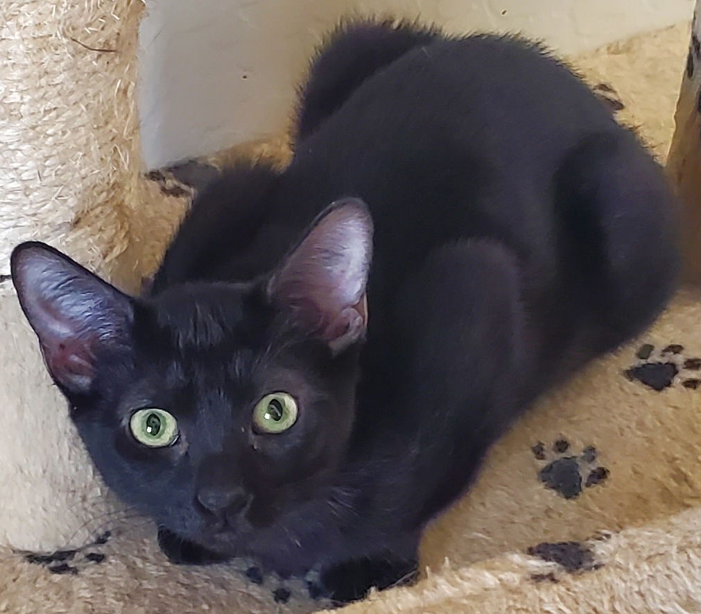 adoptable Cat in Glendale, AZ named Midnight