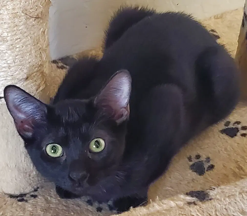 Midnight - Domestic Short Hair