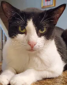 Oreo Cookie - Domestic Short Hair