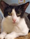 adoptable Cat in glendale, AZ named Oreo Cookie