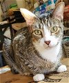 adoptable Cat in glendale, AZ named Happy