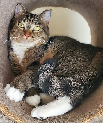 adoptable Cat in Glendale, AZ named Buffy