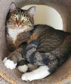 adoptable Cat in Glendale, AZ named Buffy