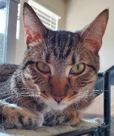 Tinker - Domestic Short Hair