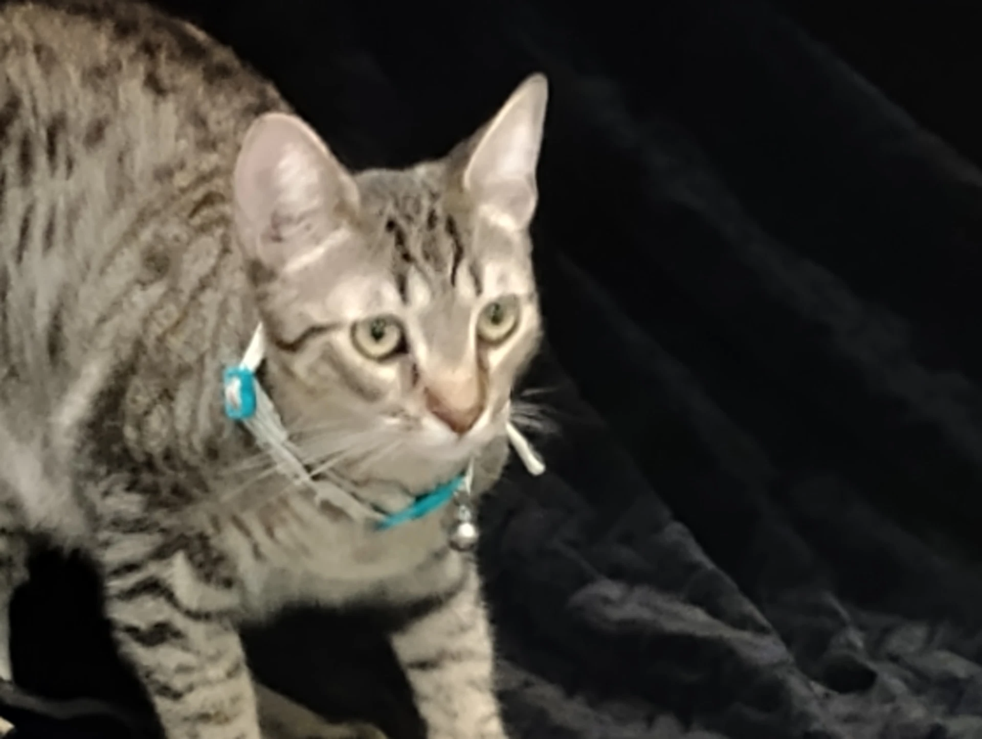 Milo