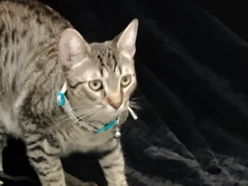 Milo, an adoptable Tabby in Phoenix, AZ