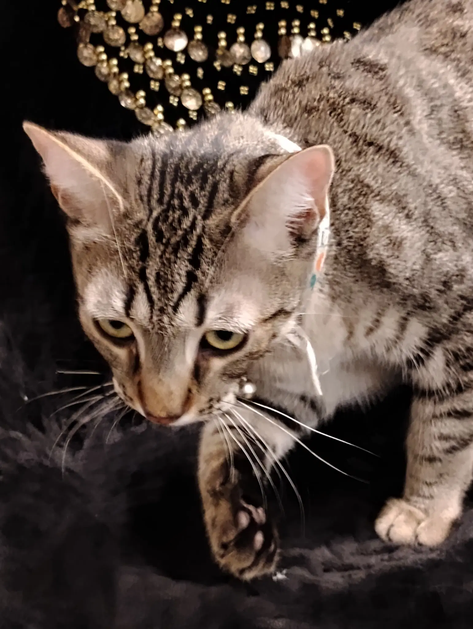 Milo image 2