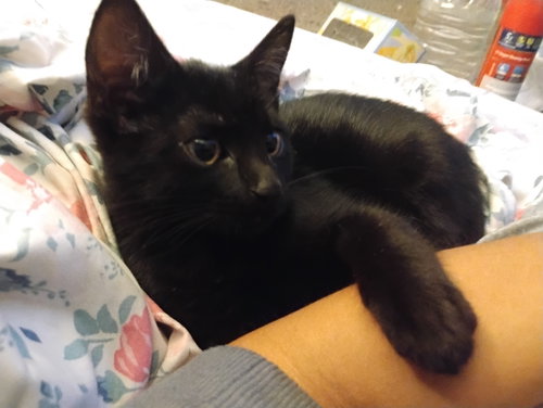 Bella Luna, an adoptable Bombay in Phoenix, AZ