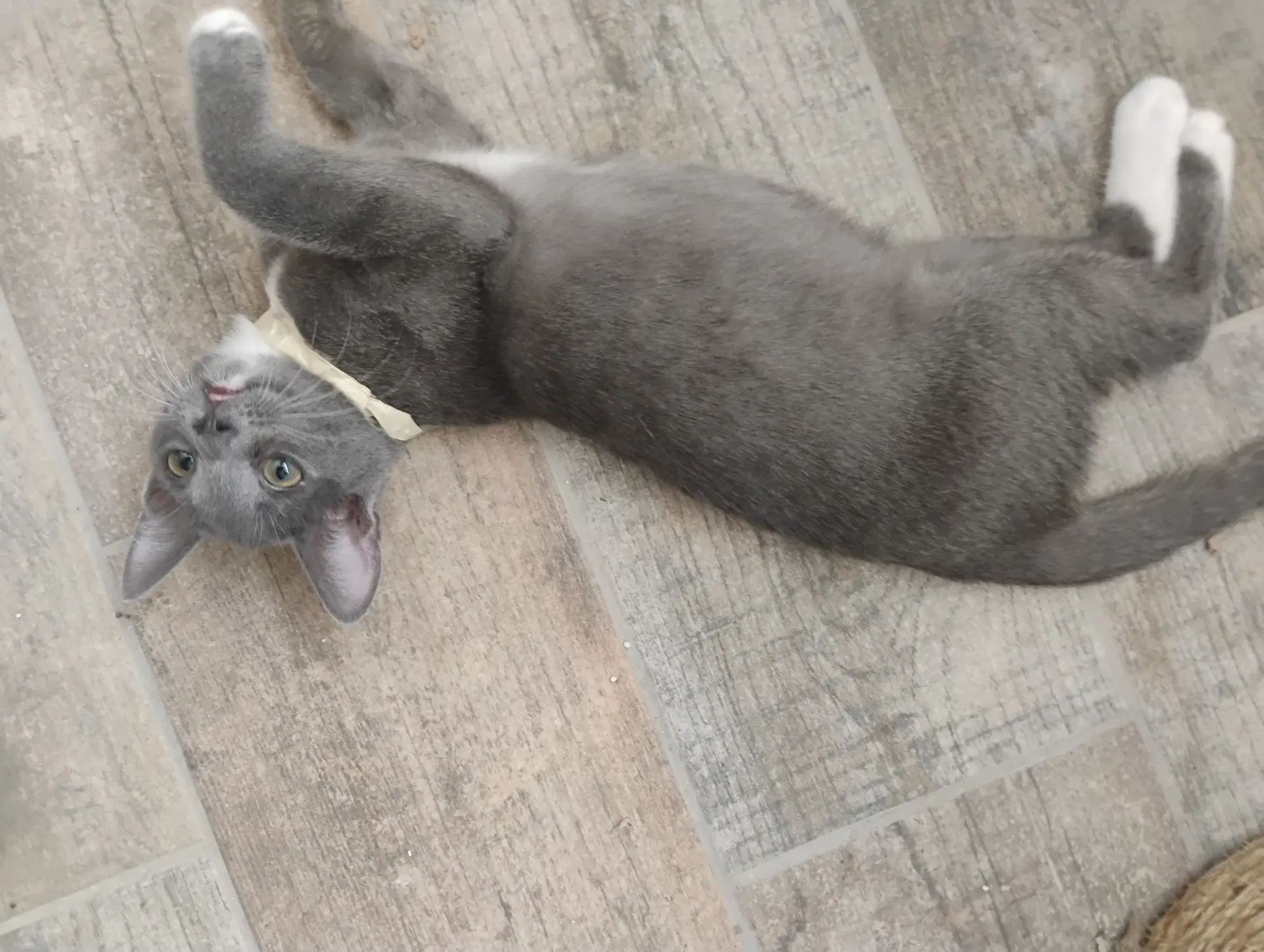 Athena - Domestic Short Hair