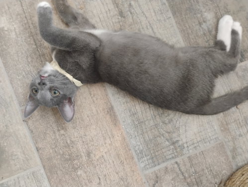 Athena, an adoptable Domestic Short Hair in Phoenix, AZ