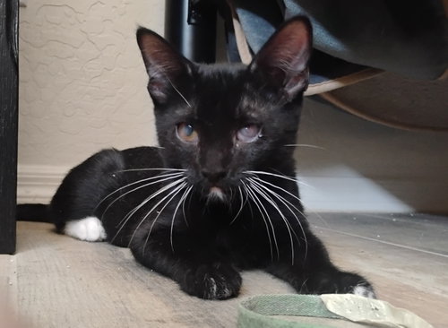 Luigi, an adoptable Tuxedo in Phoenix, AZ