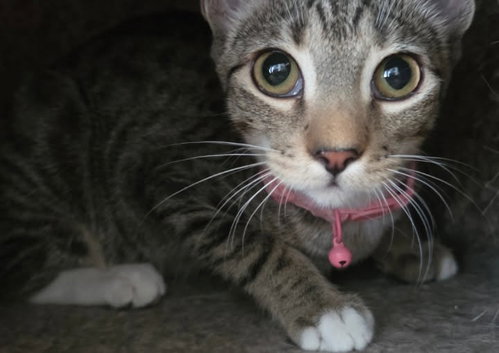 Photo 4 of Trixie
