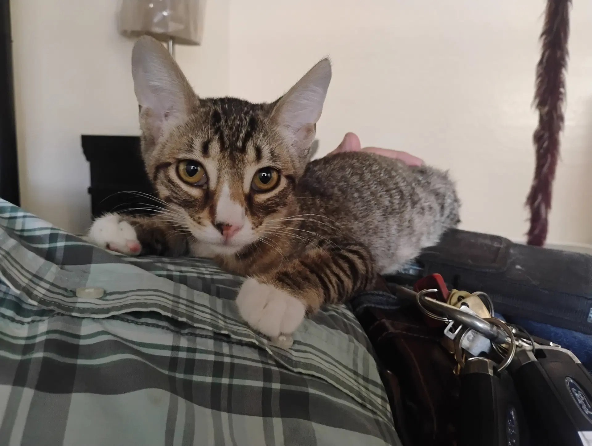Max - Domestic Short Hair