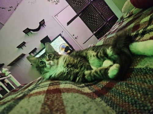 Sakura, a cat for adoption from Happy Cat Rescue