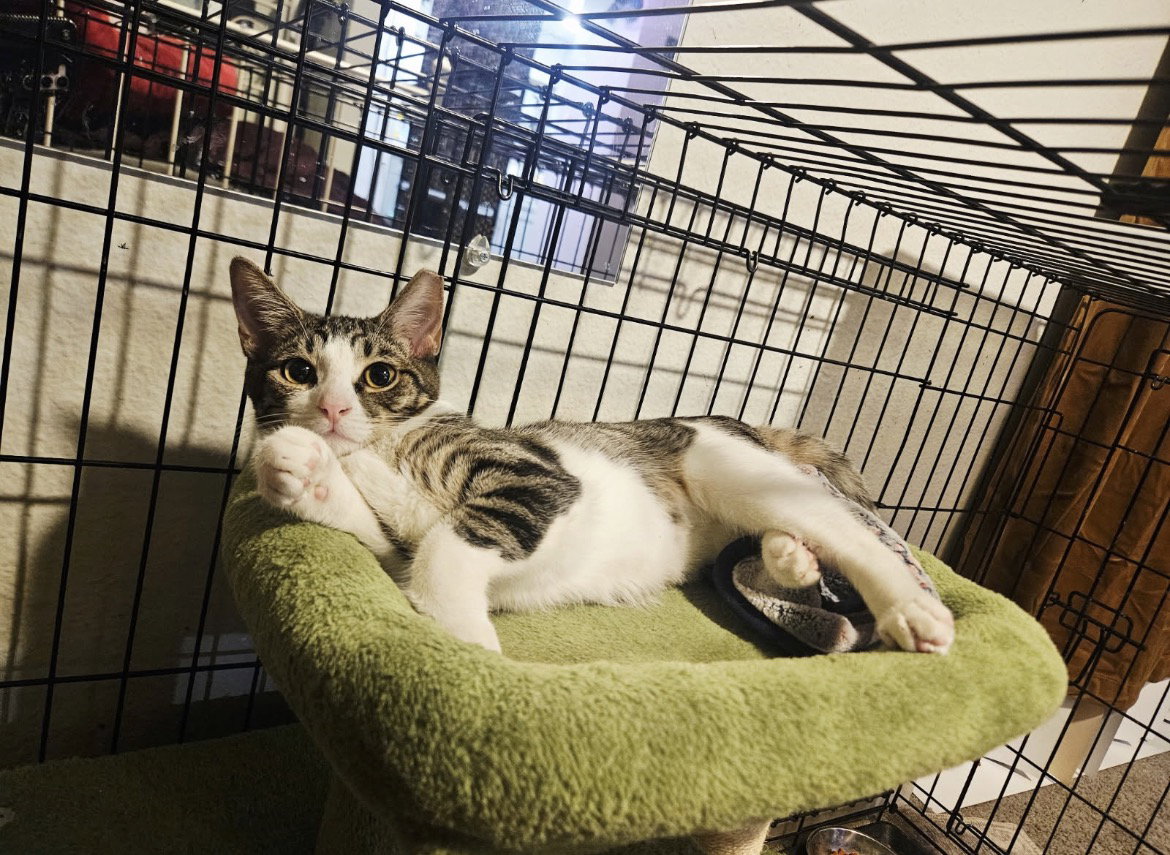 Sora, Tabby