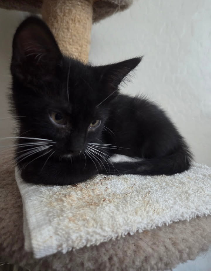 Asteroid, American Shorthair