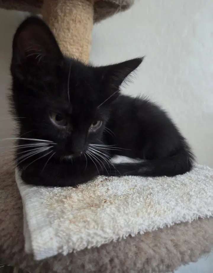 Asteroid - American Shorthair