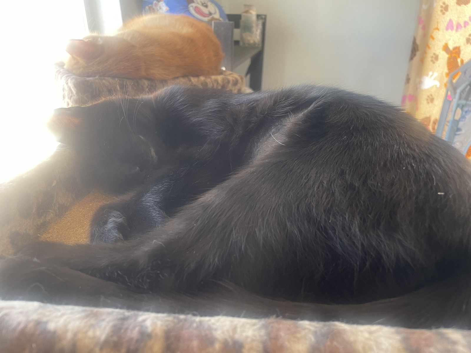 Pluto, American Shorthair