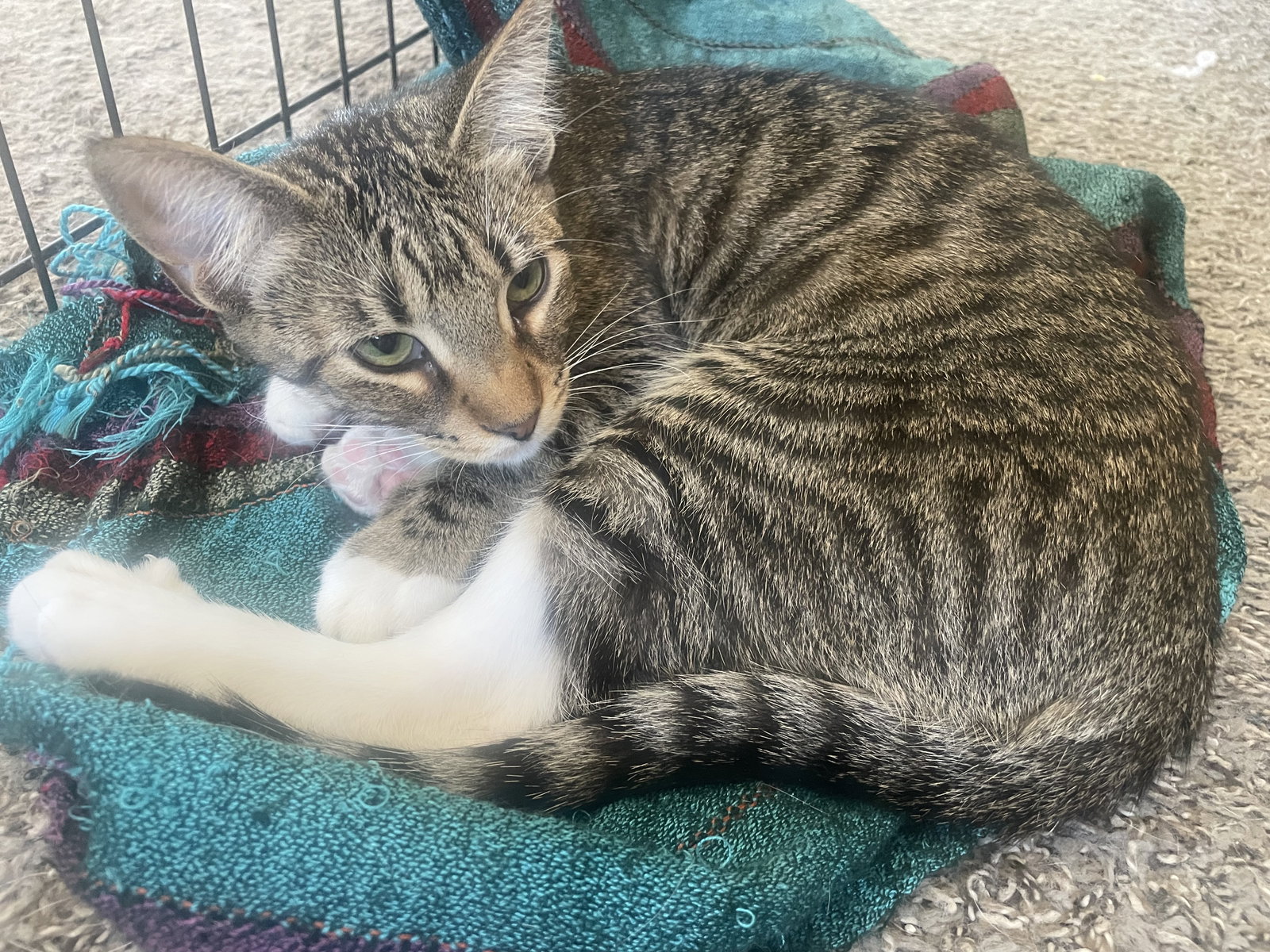 Pixie, Tabby