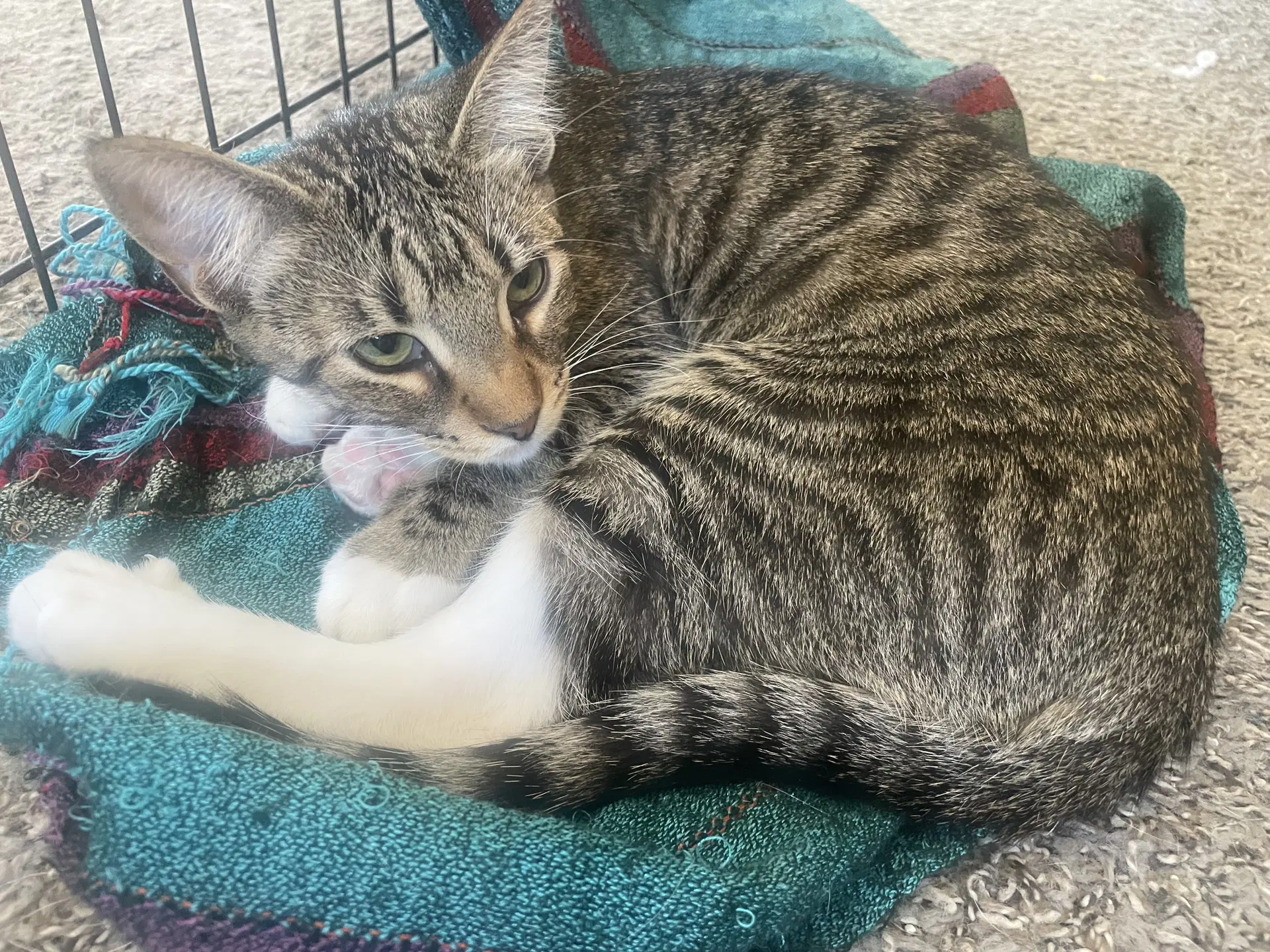Pixie - Tabby