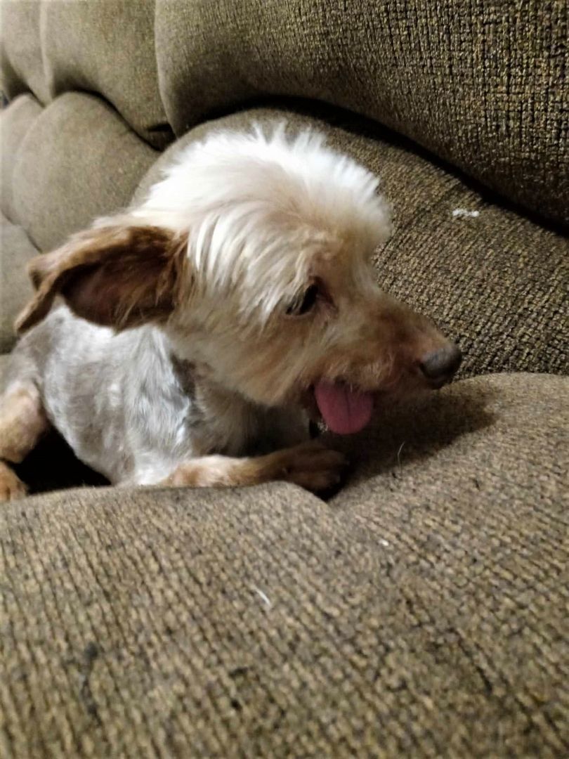 Dog for Adoption EUGENE, a Yorkshire Terrier Yorkie in North Augusta