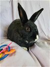 adoptable Rabbit in  named Belle