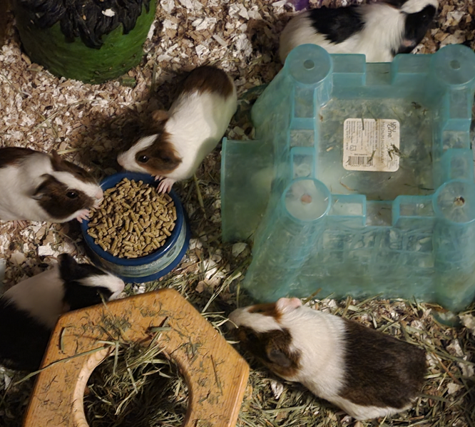 Guinea Pig adoption in Fairfield, PA 17320 Guinea Pig Guinea Pig "Rory