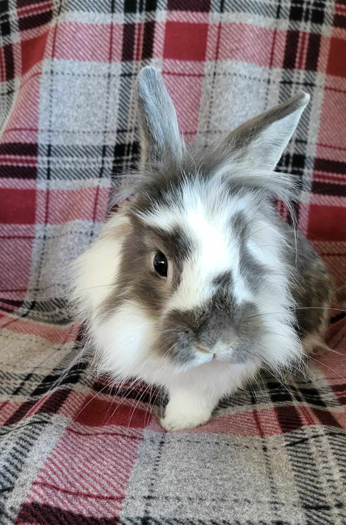 adoptable Rabbit in Fairfield, PA named Fluff Butt