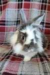 adoptable Rabbit in , PA named Fluff Butt