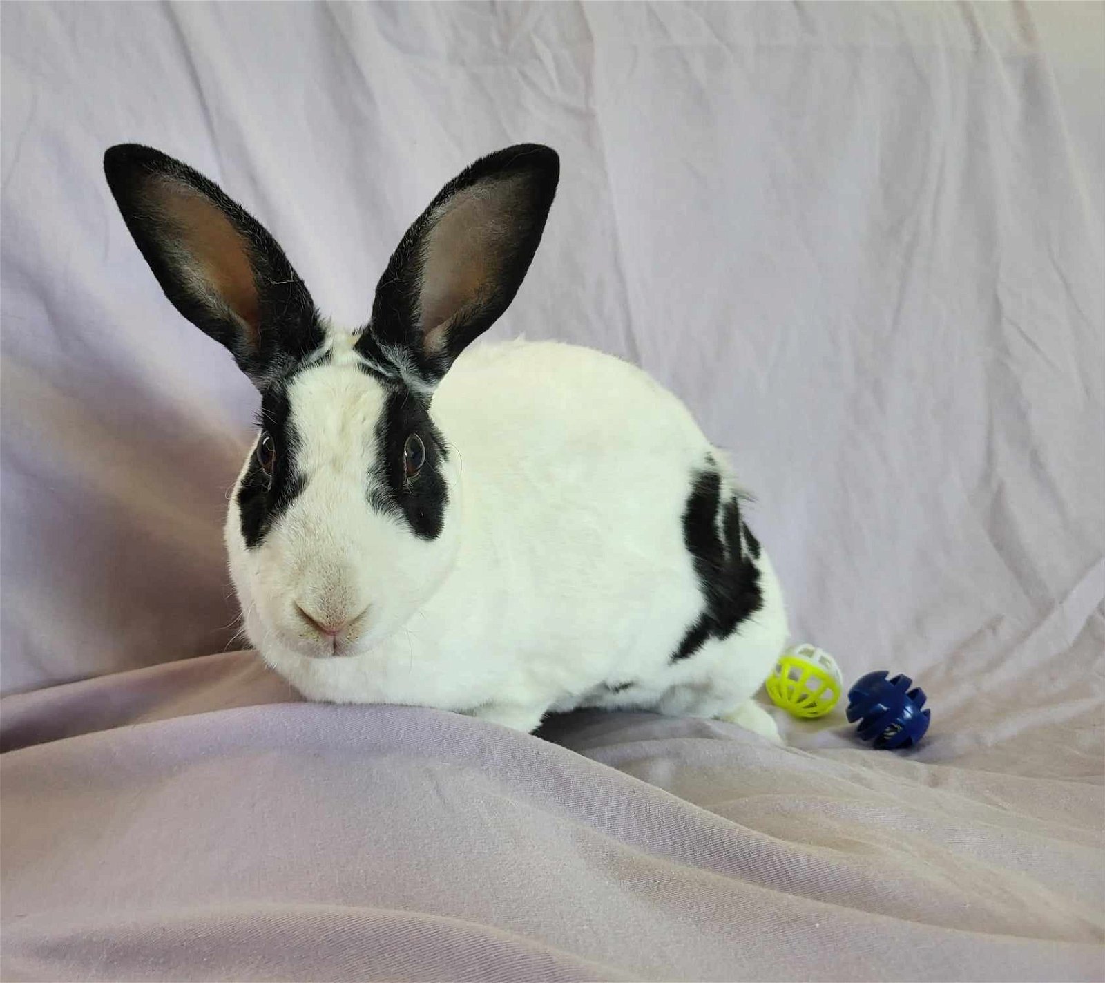 adoptable Rabbit in Fairfield, PA named Bunnette
