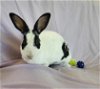 adoptable Rabbit in  named Bunnette